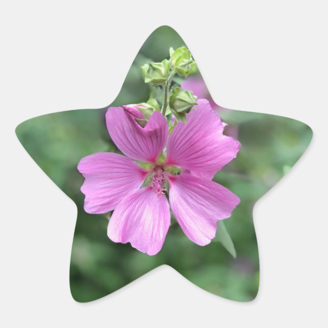 Adesivo Estrela Amor Selvagem: Pela Austrália (Frente)