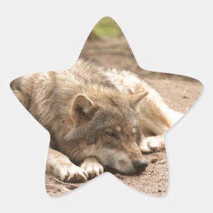 Adesivo Estrela Animal Lobo Paz Amor Selvagem País Natureza