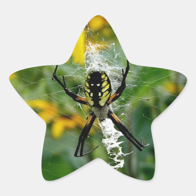 Adesivo Estrela Aranha Amarela (Frente)
