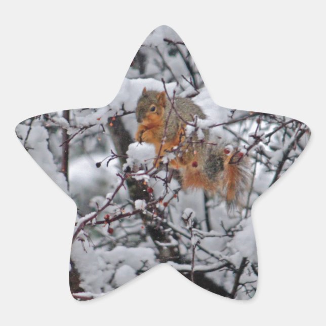 Adesivo Estrela Árvore de Neve de Esquilo (Frente)