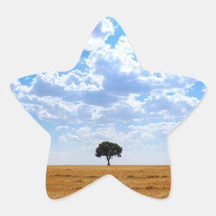 Adesivo Estrela Árvore num campo de trigo colhido