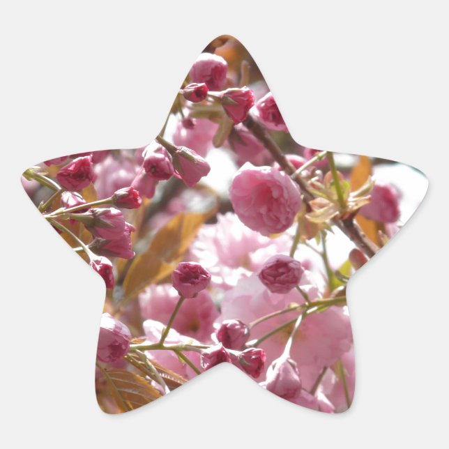 Adesivo Estrela Árvores de Cereja Japonesas (Frente)