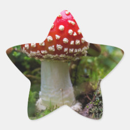 Adesivo Estrela Autumn Beauty