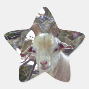 Adesivo Estrela Billy Goat
