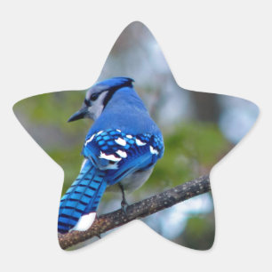 Adesivo Estrela Blue Jay