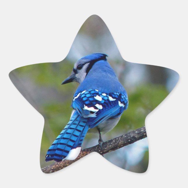Adesivo Estrela Blue Jay (Frente)
