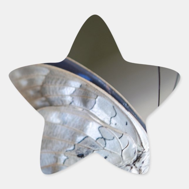 Adesivo Estrela Borboleta Cinza azul (Frente)