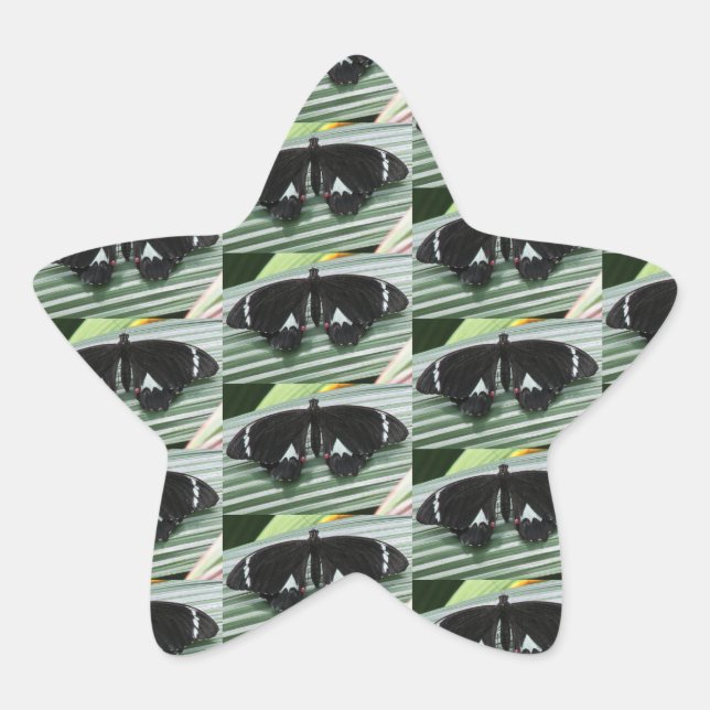 Adesivo Estrela Borboleta Preta e Branca (Frente)