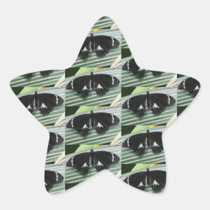 Adesivo Estrela Borboleta Preta e Branca