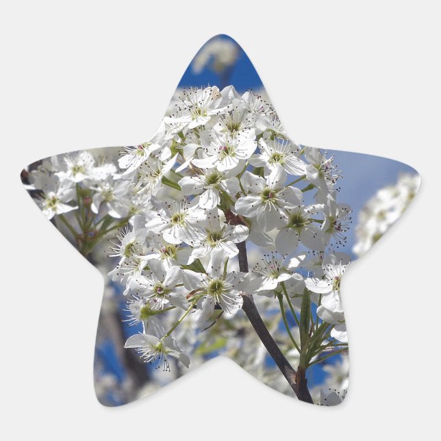 Adesivo Estrela Bradford Pear Blooms (Frente)