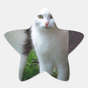 Adesivo Estrela Brincadeira