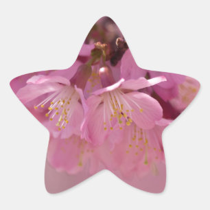 Adesivo Estrela Buquê Delicado Rosa de Flores de Cerejeira Sakura