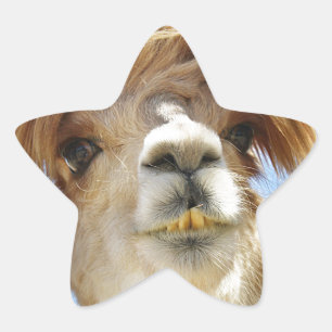 Adesivo Estrela Cabelo Louco Alpaca