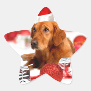 Adesivo Estrela Cachorro do ouro W Red Santa Hat Natal