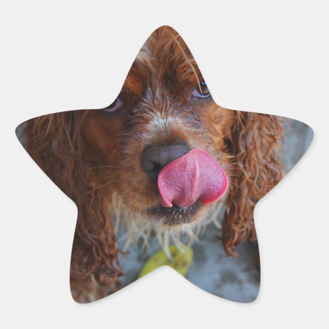 Adesivo Estrela Cachorro Molhado com Banana (Frente)