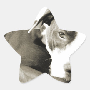 Adesivo Estrela Cachorro pit bull preguiçoso e fofo dormindo