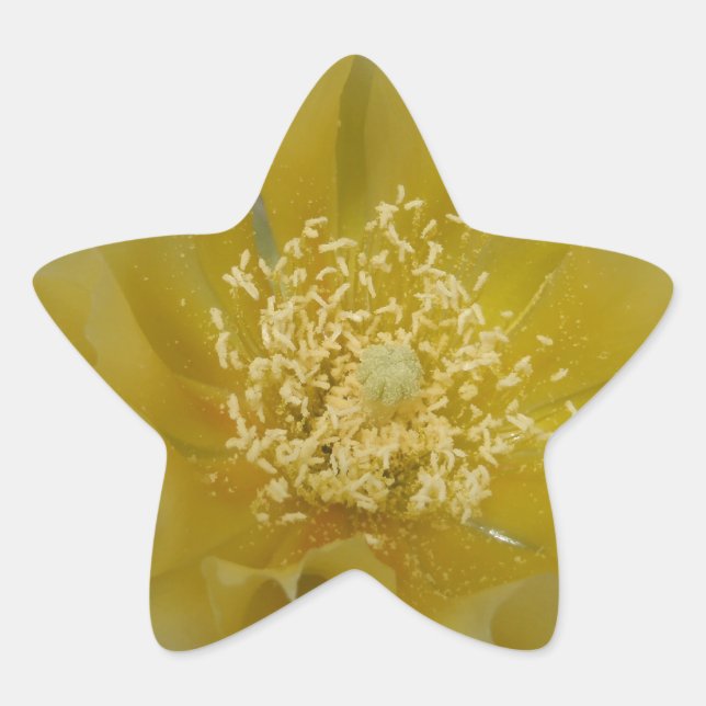 Adesivo Estrela Cacto Amarelo em Flor (Frente)
