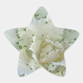 Adesivo Estrela Cactus