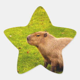 Adesivo Estrela Capivara