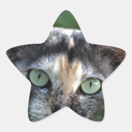 Adesivo Estrela Cinza de Gato Branco Castanho com Olhos Verdes