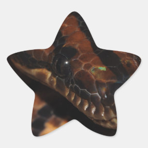 Adesivo Estrela Cobra