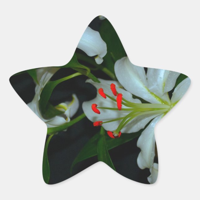 Adesivo Estrela Coleção de Design e Flores irlandesas (Frente)