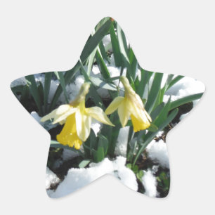 Adesivo Estrela Daffodilos amarelos na neve
