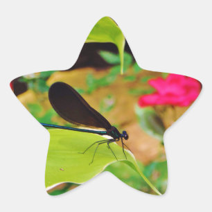 Adesivo Estrela Damselfly e Rosa