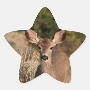 Adesivo Estrela Deer Star Sticker