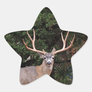 Adesivo Estrela Deer Star Sticker