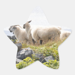 Adesivo Estrela Designs Excêntricos - Ovelhas em um campo