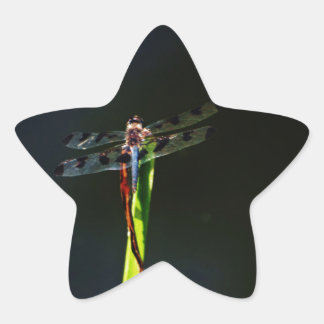 Adesivo Estrela Dragonfly azul e preta sobre a grama verde e verme