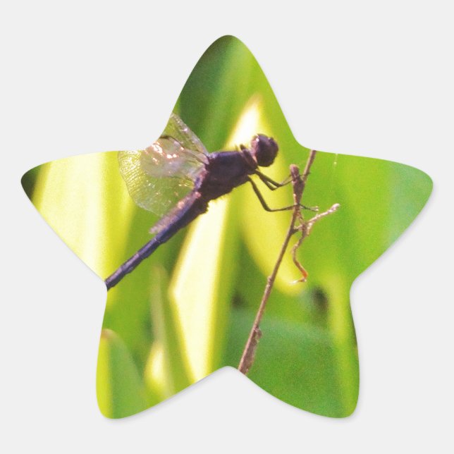 Adesivo Estrela Dragonfly Blue e preto na grama. (Frente)