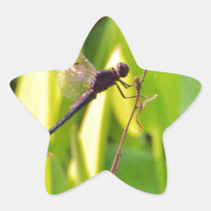 Adesivo Estrela Dragonfly Blue e preto na grama.