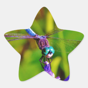 Adesivo Estrela Dragonfly e flor