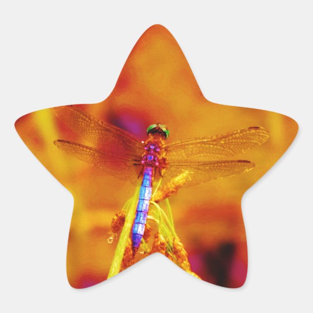 Adesivo Estrela Dragonfly em âmbar e fuschia (Frente)