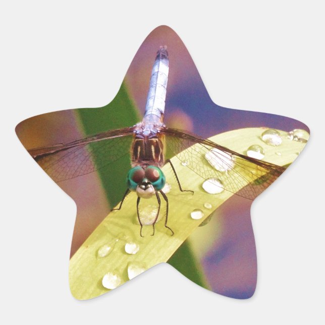 Adesivo Estrela Dragonfly na folha de chuva (Frente)