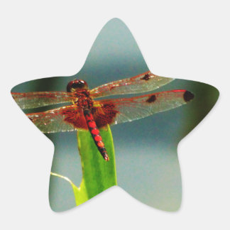 Adesivo Estrela Dragonfly Vermelha e Negra