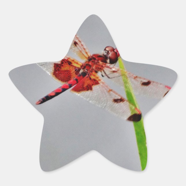 ADESIVO ESTRELA DSC00029.JPG (Frente)