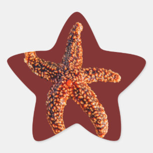 Adesivo Estrela Estrela do mar