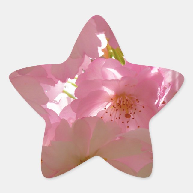 Adesivo Estrela Flor de Cereja Japonês (Frente)