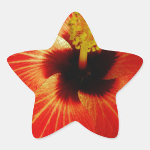Adesivo Estrela Flor de Hibiscus Vermelho Brilhante