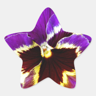 Adesivo Estrela Flor pansível púrpura e amarela