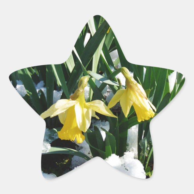 Adesivo Estrela Flores amarelas Daffodils na neve (Frente)