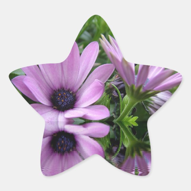 Adesivo Estrela flores de margarida roxa (Frente)