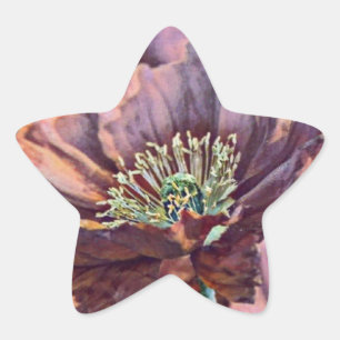 Adesivo Estrela Flores de papoila cor-de-laranja roxa