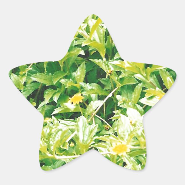 Adesivo Estrela Flores e Plantas em Verão (Frente)