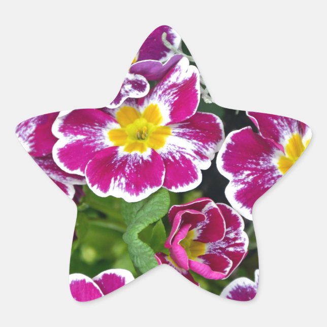 Adesivo Estrela Flores roxas e amarelas do gênero primrose (Frente)