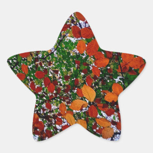 Adesivo Estrela Folhas amarelas, verdes e castanhas