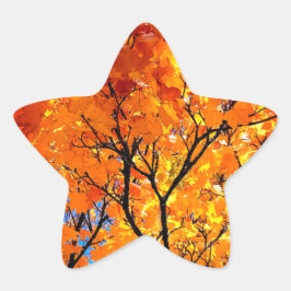 Adesivo Estrela Folhas de laranja